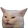 :confusedCat: