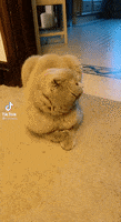 200.gif