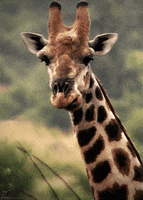 200.gif