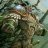 Forestlord