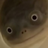 chpokerkeks